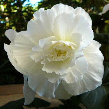 Begonia grandiflora White