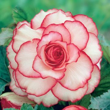 Begonia grandiflora Picotee White Red