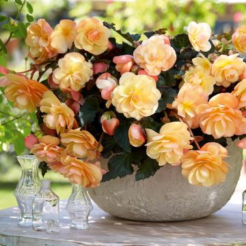 Begonia Fragrant Falls Peach