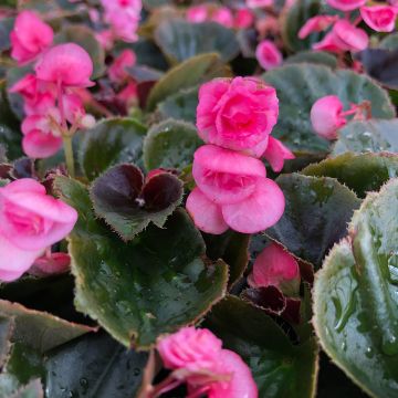 Begonia Siempre-florida Doublet Rose