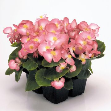 Begonia Siempre-florida Mascotte Bicolour Improved