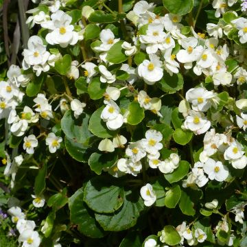 Begonia Siempre-florida Super Olympia White