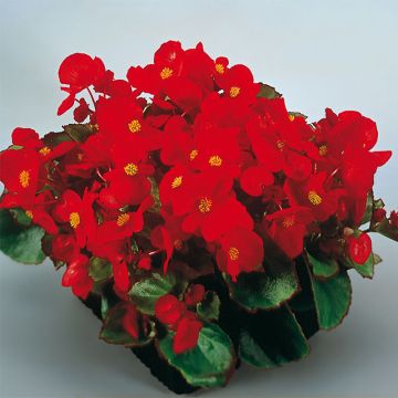 Begonia Siempre-florida Super Olympia Red