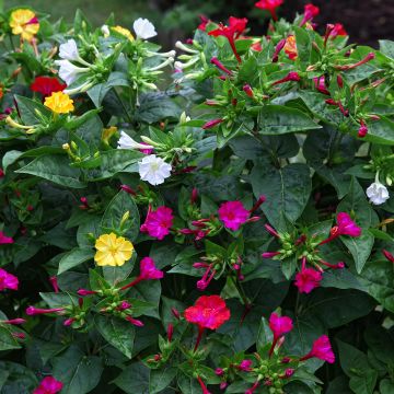 Mirabilis jalapa - Dondiego de noche