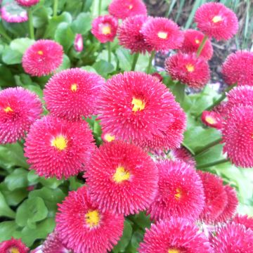 Bellis perennis Tasso Red - Margarita de los prados