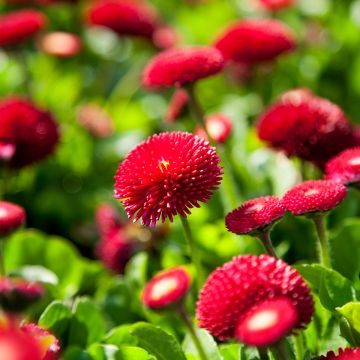 Bellis perennis Roode - Margarita de los prados