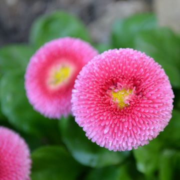 Bellis perennis Roze - Margarita de los prados