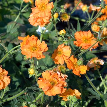 Geum chiloense Dolly North - Hierba del Clavo