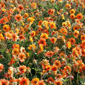 Geum Fire Storm - Hierba de San Benito