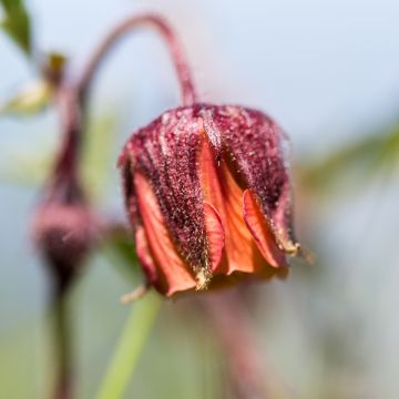 Geum rivale - Hierba de San Benito