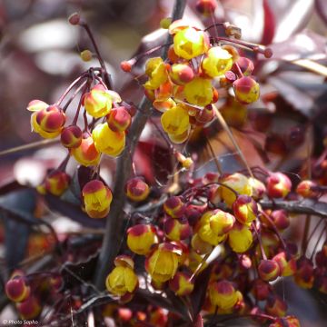 Agracejo japonés - Berberis thunbergii Thunderbolt