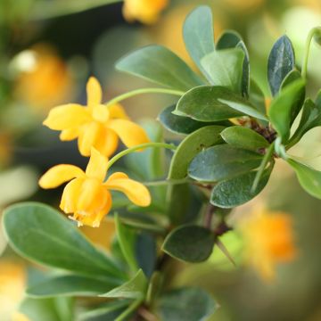 Berberis buxifolia Nana - Agracejo