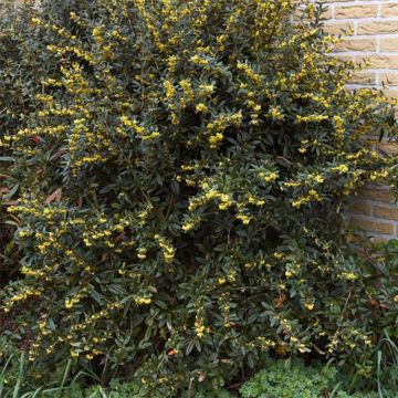 Agracejo chino - Berberis julianae