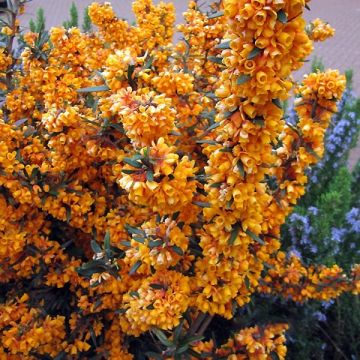 Agracejo - Berberis linearifolia Orange King - Agracejo