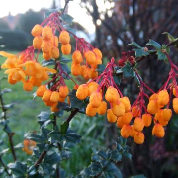 Agracejo - Berberis lologensis Apricot Queen - Agracejo