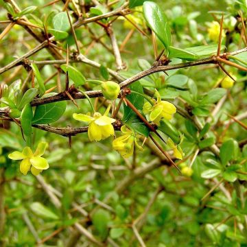 Agracejo - Berberis media Parkjuweel