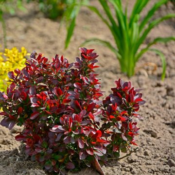 Agracejo rojo - Berberis thunbergii Atropurpurea Nana