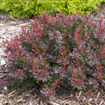 Agracejo japonés - Berberis thunbergii Cabernet