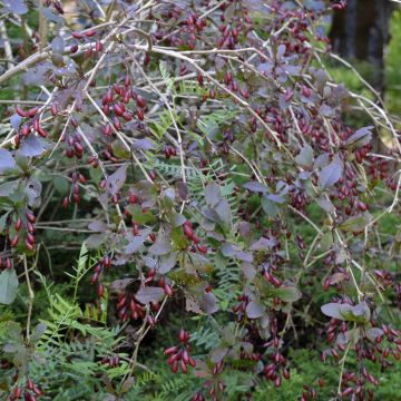 Agracejo japonés - Berberis thunbergii Dart's Red Lady