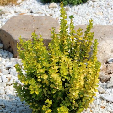 Agracejo japonés - Berberis thunbergii Golden Rocket