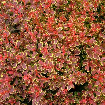 Agracejo japonés - Berberis thunbergii Golden Ruby