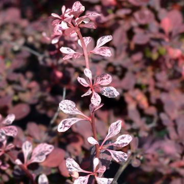 Agracejo japonés - Berberis thunbergii Harlequin