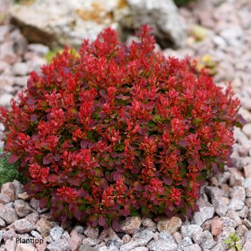 Agracejo japonés - Berberis thunbergii Lutin Rouge