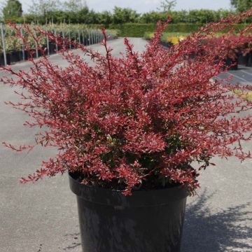 Agracejo japonés - Berberis thunbergii Orange Dream