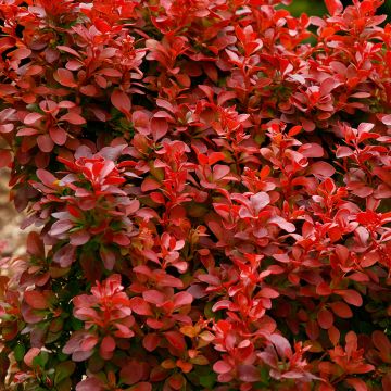 Agracejo japonés - Berberis thunbergii Orange Rocket