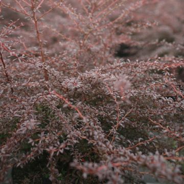 Agracejo japonés - Berberis thunbergii Red Dream