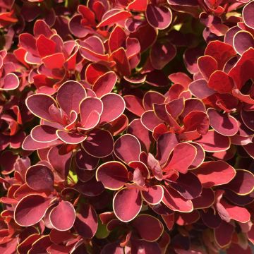 Agracejo japonés - Berberis thunbergii Ruby Star