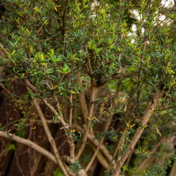 Agracejo - Berberis stenophylla - Agracejo