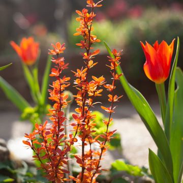 Agracejo japonés - Berberis thunbergii Orange Ice