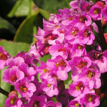 Bergenia Bartok - Hortensia de invierno