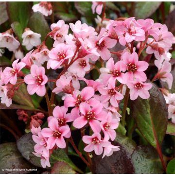 Bergenia Pink Dragonfly - Hortensia de invierno