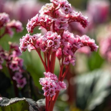 Bergenia Eden's Magic Giant - Hortensia de invierno