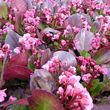 Bergenia Flirt - Hortensia de invierno