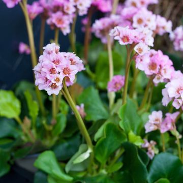 Bergenia Baby Doll - Hortensia de invierno