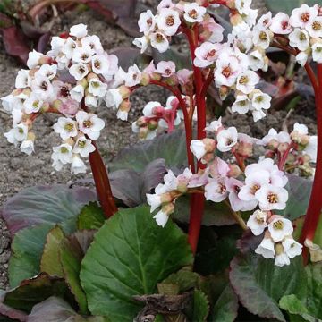 Bergenia Jelle - Hortensia de invierno