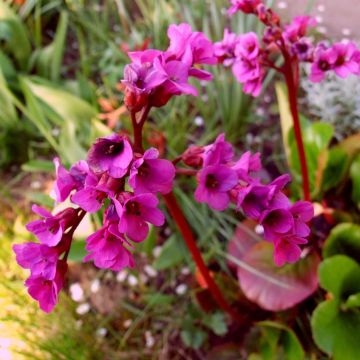 Bergenia Ouvertüre - Hortensia de invierno