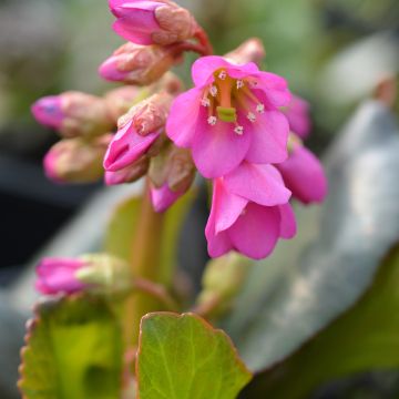 Bergenia Winterglut - Hortensia de invierno