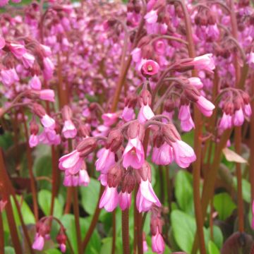 Bergenia Wintermarchen - Hortensia de invierno