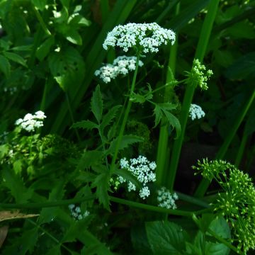 Berula erecta - Palmita de agua