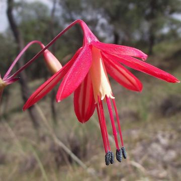 Bessera elegans - Gotas de coral