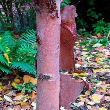 Abedul rojo chino - Betula albosinensis Blason