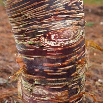 Abedul - Betula ermanii Mount Zao Purple