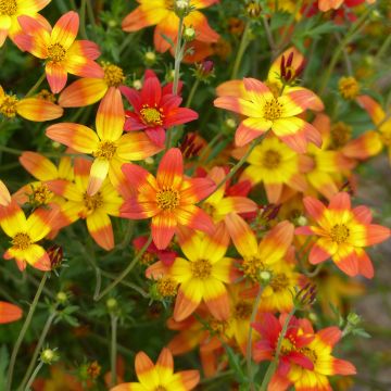 Bidens Campfire Fireburst