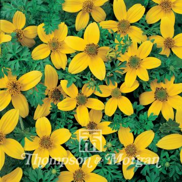 Bidens ferulifolia Golden Eye