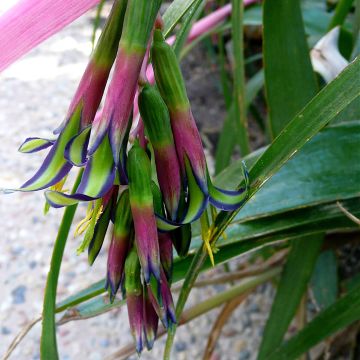 Billbergia nutans