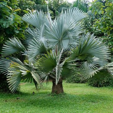 Palmera de Bismarck - Bismarkia nobilis